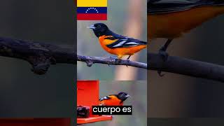 Turpial venezolano 🕊️🕊️ ave nacional de Venezuela [upl. by Aissat]