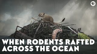 When Rodents Rafted Across the Ocean [upl. by Kirbee265]