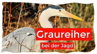 Graureiher beim Jagen  was wird er fangen [upl. by Adnola]