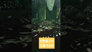 반려견 보다 오래사는 열대어담수 대형어 관상어 민물 가오리 aquarium 수족관 물고기 반려동물 수족관 구피 거북이 수조 수족관용품 열대어 디스커스 홍월 [upl. by Nyved780]