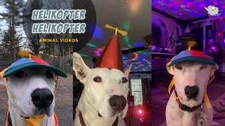 HELIKOPTER HELIKOPTER MEME  HELIKOPTER HELIKOPTER FUNNY VIDEO COMPILATION  FAZLIJA HELIKOPTER SONG [upl. by Neelloc]