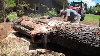 Giant Oak Saw Logs [upl. by Berty]