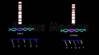 Genetic polymorphism and pathogenesis  Animated Atlas of BPH and OAB [upl. by Olpe547]