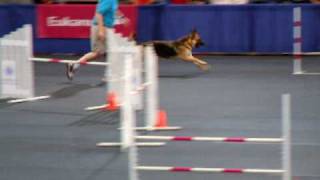 German Shepherd at the AKC Agility Invitational 2008 [upl. by Lemyt126]