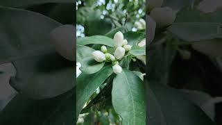 Descubre el Secreto de la Flor de Azahar y las Mandarinas ¡No Te Lo Puedes Perder 🍊🌸 [upl. by Notnel694]