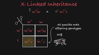 X Linked Inheritance Explained [upl. by Ecnesse]