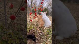 Cute rabbit 🐇 eating Berrys 🍓 bunny rabbit shorts cute shortvideo [upl. by Carlynn]