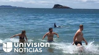 En video Fueron a bañarse a la playa y salieron corriendo al encontrarse con orcas [upl. by Atiseret]