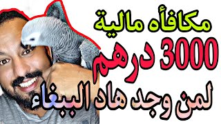 مكافاه ماليه قدرها 3000 درهم لمن وجد هذا الببغاء جديد moshabvlog سوققريعةللطيور سوق طيور بيع [upl. by Ultun]