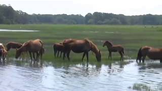 Chincoteague Ponies [upl. by Assenyl]