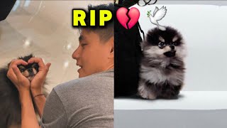 BTS Taehyungs pet dog Yeontan has Passed Away [upl. by Materse]