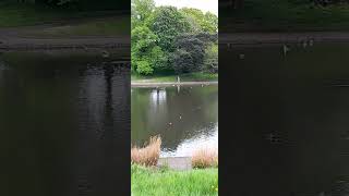 Sefton Park 🌳 LiverpoolEngland 060524 🌳 [upl. by Neyut212]