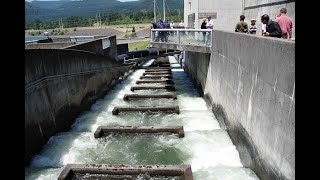 Bonneville dam fishway in 2016 [upl. by Giavani]