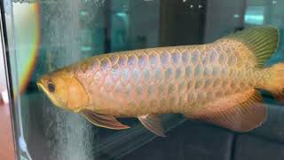 Bluebase Crossback arowana from Imperial arowana breeding farm in Singapore [upl. by Esaertal]