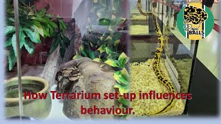 Breeding Ball Pythons How Terrarium Setup influences behaviour [upl. by Nirol108]