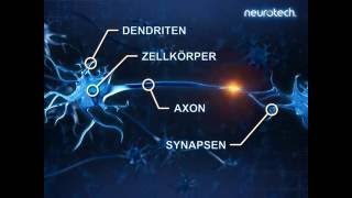 Grundlagen 2 Neurone neurotech [upl. by Icak]