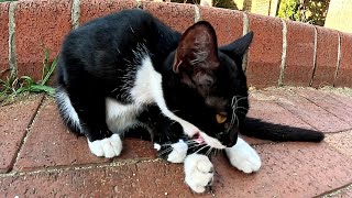 A black white kitten eats a tasty treat with appetite The kitten likes affection Cats in Turkey [upl. by Pamela869]