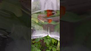 My New Exotic Guppies🐟fish fishvideo foryou fypシ゚viral fyp fypage kingklip fishingvideo [upl. by Gentes]