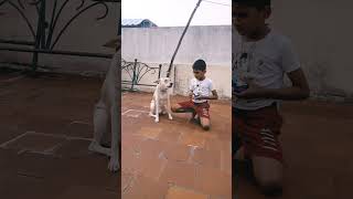 💥🐕dogsongdoglovers dog dogcomedy song comedy shortsfeed shortvideo like subscribe 💥🐕💯😂 [upl. by Tifanie]