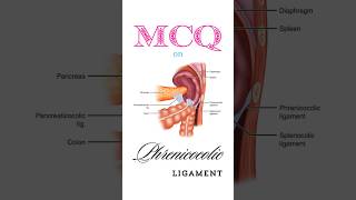 Anatomy MCQ on phrenicocolic ligament shorts phrenicocolicligament [upl. by Aileda395]