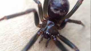 Spider Phobia Close Up [upl. by Naek]