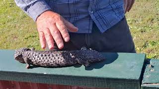 Tiliqua rugosa known as the shingleback or sleepy lizard animal [upl. by Voltmer949]