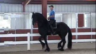 Friesian gelding schooling piaffe [upl. by Breech]