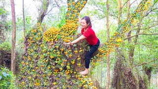 Harvest Forest kumquats Go to the market sell  Make Kumquat Jam  Fruit amp Sugar  Phương Daily Life [upl. by Berkow]