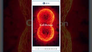 Visualization of Cell Division animatedshorts celldivision 3danimation [upl. by Lehacim]