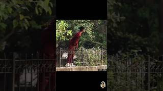 fake dog bark prank 😜  amuku dumku amal 😄  Ajith Editz  shortz prank [upl. by Elodea]