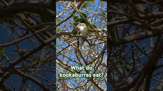 🇦🇺 Kookaburra breakfast 😳 wildlife kookaburra australia animals feed lizard aus [upl. by Treiber]