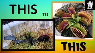 Venus Flytrap Care Guide  Basic Care For the Venus Flytrap [upl. by Myrtia484]