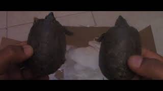 NEW ADDITION  Unboxing a pair of stripe necked musk turtles Sternotherus minor peltifer [upl. by Lancey992]