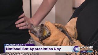 National Bat Appreciation Day [upl. by Ary]