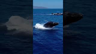 Humpback whale jumps out of water [upl. by Cattan2]