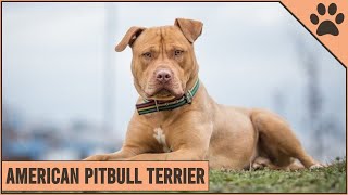 American Pitbull Terrier  Dog Breed Information  Dog World [upl. by Godard]