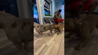 TCI BREEDING 🐾🐶 shorts dog breed whobangbully elnegromigo [upl. by Becht]