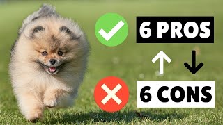 Pomeranian PROS and CONS ✅❌ The GOOD And The BAD [upl. by Craven]