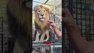 How to Unload LIONS animals lion [upl. by Marilee775]