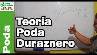 PODA del DURAZNERO o durazno 🌳✂️ planificación de la poda  parte 1 de 2 [upl. by Lledra]