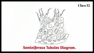 How to Draw Seminiferous Tubles of a Human Male  Easily Step by Step  Class 12 Biology [upl. by Coates]