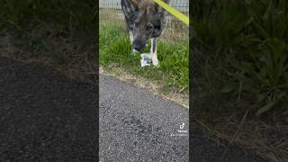 Vhagar trouve un paquet de clope chien chiens wolfdog germanshepherd malinois [upl. by Yticilef]