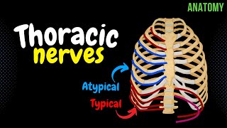 Thoracic Nerves Intercostal  Subcostal  Anatomy [upl. by Morven]