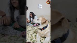 Chottu The Guard ❤ Mrchottu MrchottuVlogs doglover [upl. by Alel]