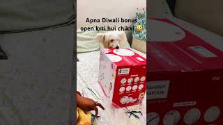 Chikki ka bonus song bollywood love music dog chikuthelab doglover puppy chikuthepet [upl. by Imis]