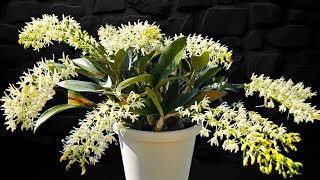 Dendrobium speciosum Josephine [upl. by Othello]