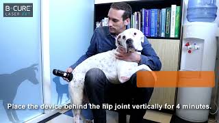 BCure Laser Vet Treatment Guide Hip Dysplasia  Arthritis [upl. by Ydnarb951]