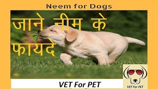 Uses of Neem in Dogs VET for PET [upl. by Anitrebla27]