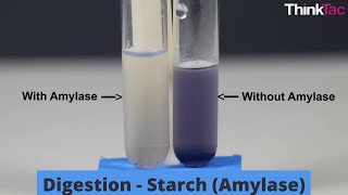 Digestion  Starch Amylase  ThinkTac  DIY Science [upl. by Navert223]