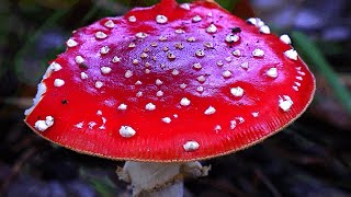 Paddenstoelen IJzerenbos Susteren en omgeving©ton vranken [upl. by Ahsim]